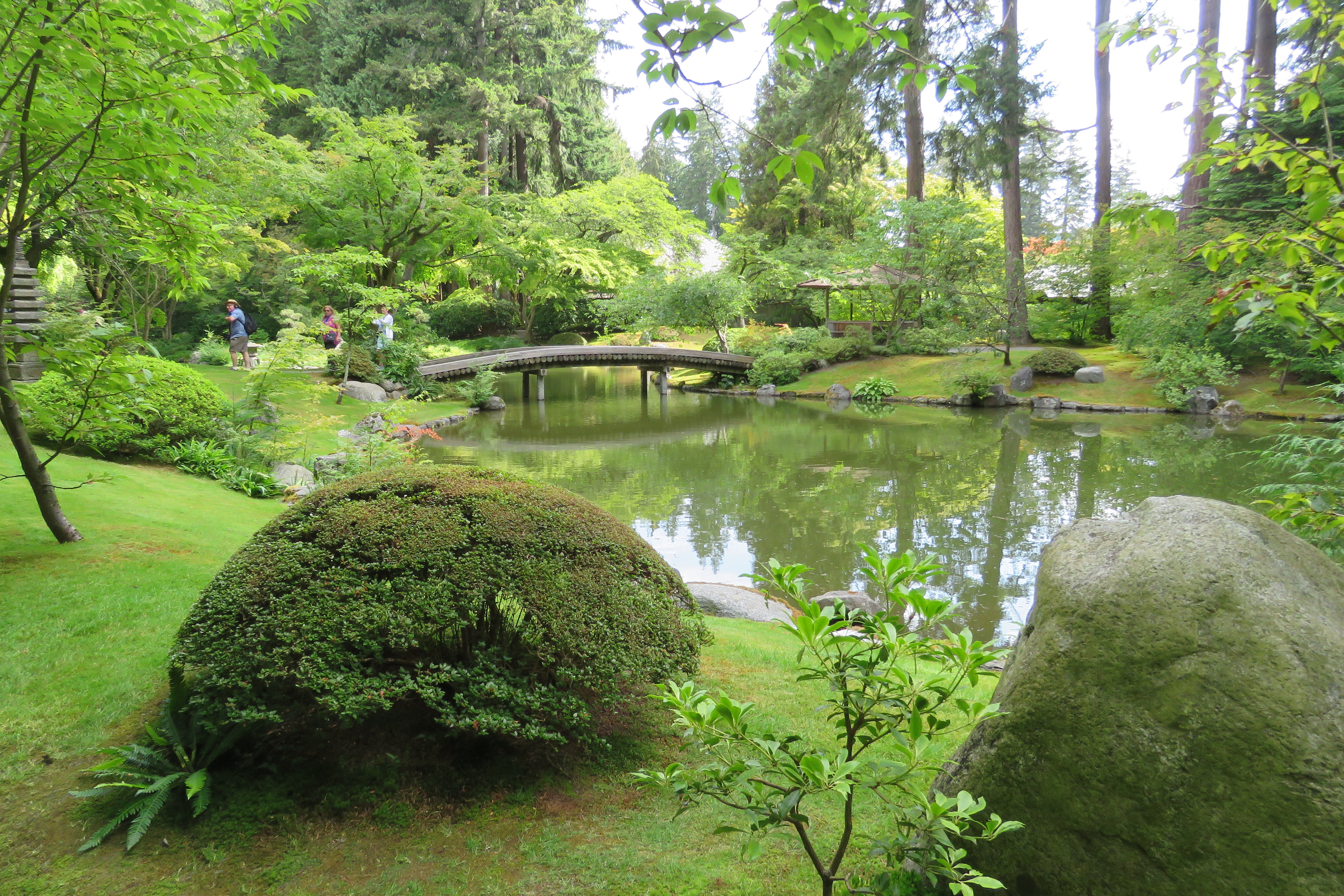 A garden with moss growing in place of traditional grass lawn.